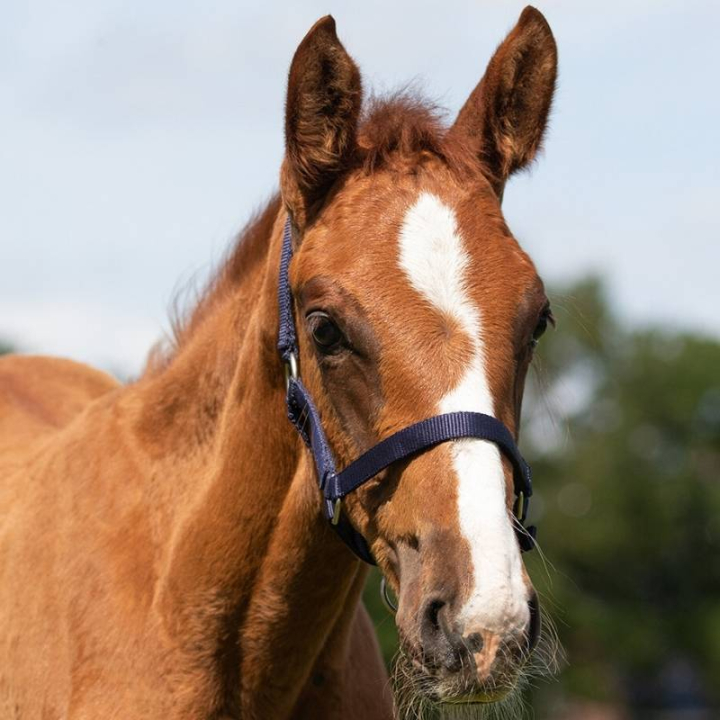 Fölgrimma Adjustable Marinblå i gruppen Hästutrustning / Grimmor / Fölgrimmor hos Horseonline AB (1047DBV1nan_r)
