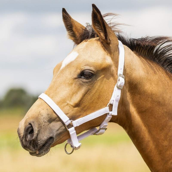 Fölgrimma Adjustable Vit i gruppen Hästutrustning / Grimmor / Fölgrimmor hos Horseonline AB (1047WIV1WH_r)