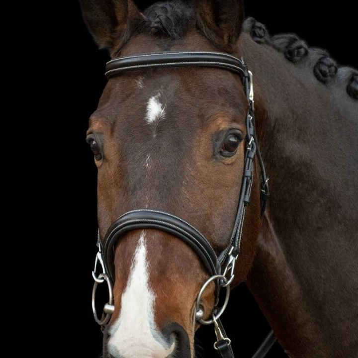 Träns Dortmund Svart i gruppen Hästutrustning / Träns & Pannband / Träns hos Horseonline AB (1100000761BA_r)