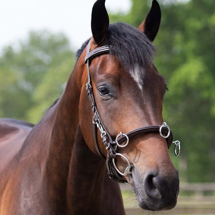 Kapson Leather Brun i gruppen Hästutrustning / Longering & Tömköring hos Horseonline AB (1699BR)