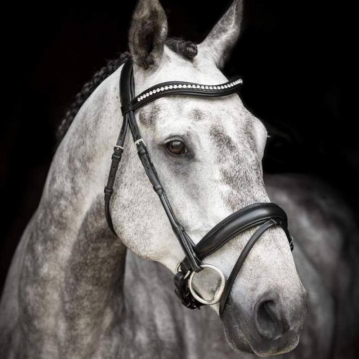 Dressyrträns Courbette Svart i gruppen Hästutrustning / Träns & Pannband / Kandarträns & Dressyrträns hos Horseonline AB (208213Sv_r)