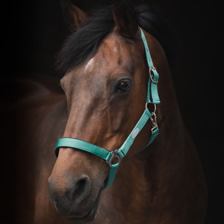 Grimma Basic Turkos i gruppen Hästutrustning / Grimmor / Tyg- & Nylongrimmor hos Horseonline AB (244942TU_r)