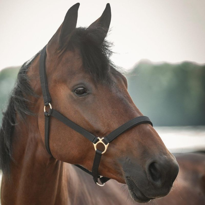 Grimma Track Svart i gruppen Hästutrustning / Grimmor / Tyg- & Nylongrimmor hos Horseonline AB (245716BA_r)