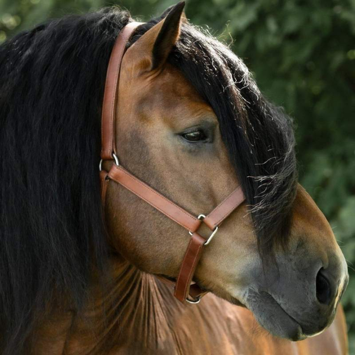 Lädergrimma Draft Oak Bark i gruppen Hästutrustning / Grimmor / Lädergrimmor hos Horseonline AB (245950OB_r)