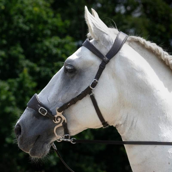 Hackamoreträns Fiore Svart i gruppen Hästutrustning / Träns & Pannband / Hackamore & Bettlösa Träns hos Horseonline AB (3323511817BA_r)