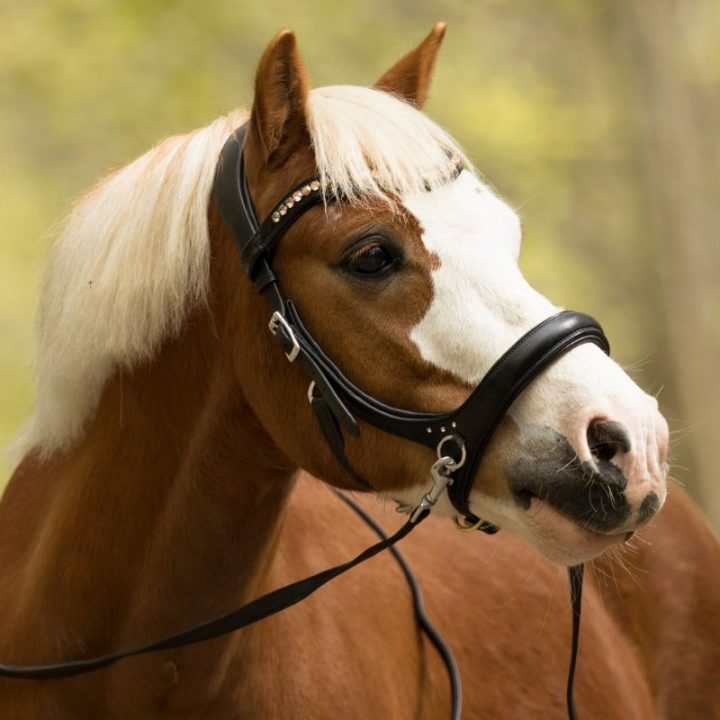 Bettlöst Träns Rebecca Sidepull Svart i gruppen Hästutrustning / Träns & Pannband / Hackamore & Bettlösa Träns hos Horseonline AB (3330831817BA_r)