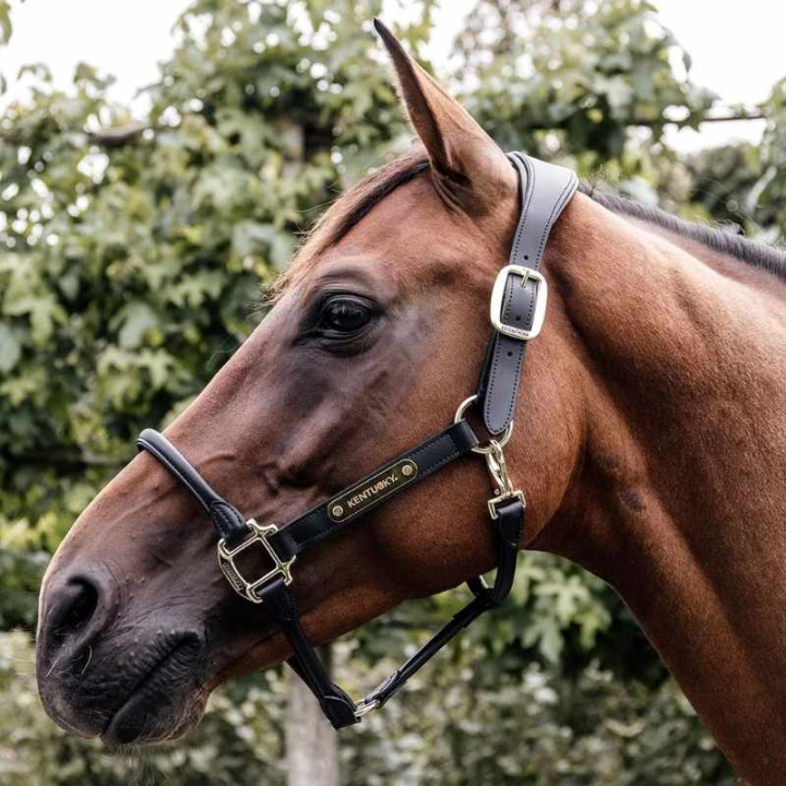 Anatomisk Konstlädergrimma Svart i gruppen Hästutrustning / Grimmor / Lädergrimmor hos Horseonline AB (42513Sv_r)
