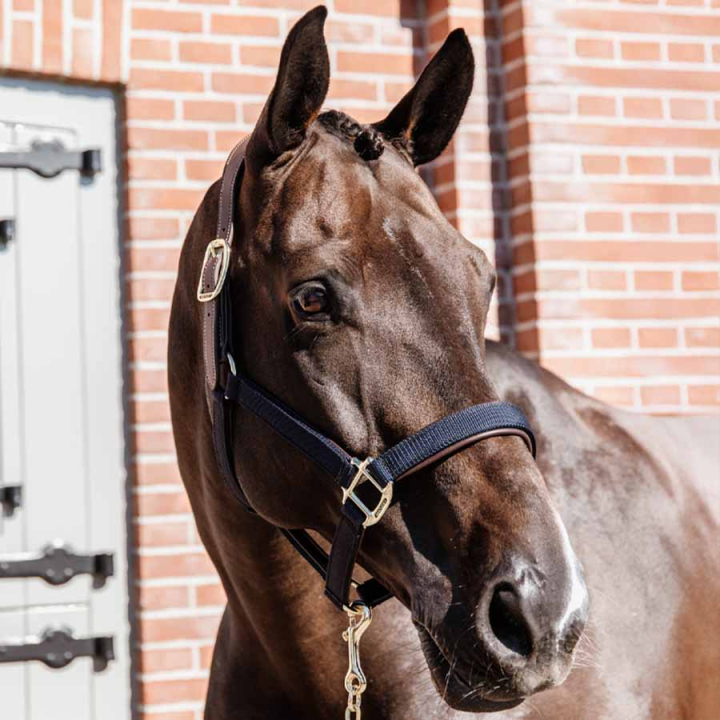 Grimma Anatomic Nylon Marinblå i gruppen Hästutrustning / Grimmor / Tyg- & Nylongrimmor hos Horseonline AB (4256003COBNA_r)