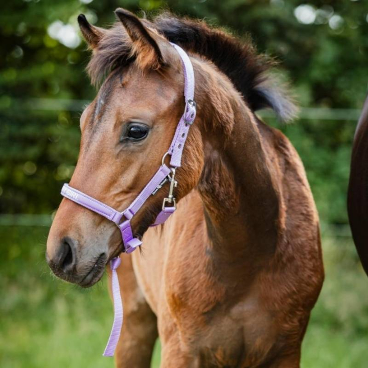 Fölgrimma Malva HG Lila i gruppen Hästutrustning / Grimmor / Fölgrimmor hos Horseonline AB (50498050142PU_r)