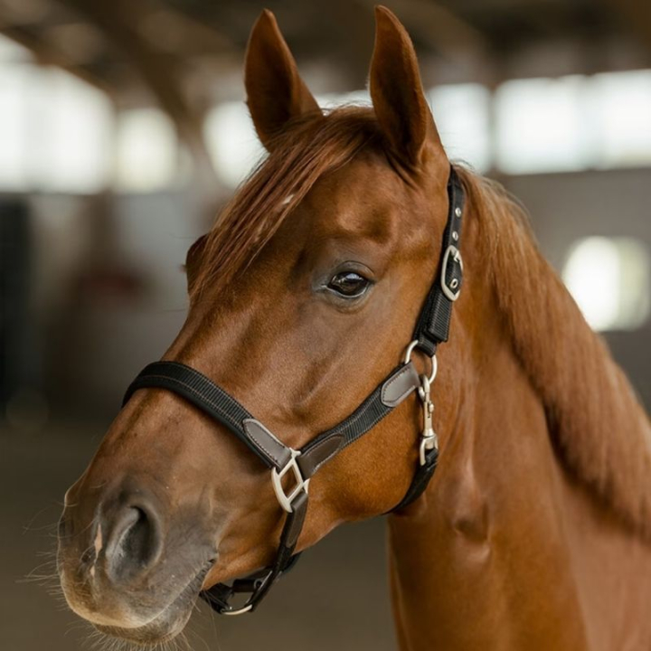 Grimma HS Edit Svart i gruppen Hästutrustning / Grimmor / Tyg- & Nylongrimmor hos Horseonline AB (603855BA_r)
