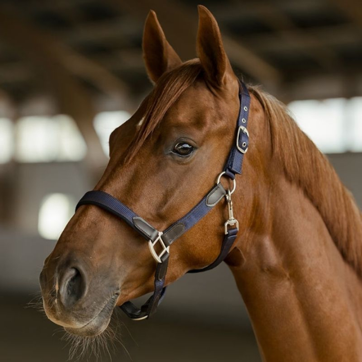 Grimma HS Edit Marinblå i gruppen Hästutrustning / Grimmor / Tyg- & Nylongrimmor hos Horseonline AB (603858NA_r)
