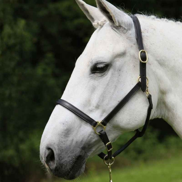 Lädergrimma Robust Svart i gruppen Hästutrustning / Grimmor / Lädergrimmor hos Horseonline AB (808401POBA_r)