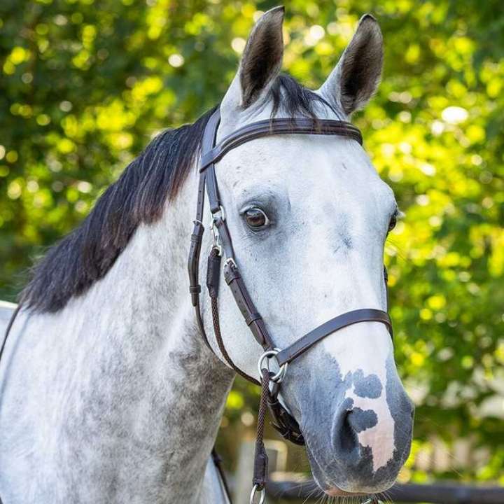 Bettlöst Träns Ceto Brun i gruppen Hästutrustning / Träns & Pannband / Hackamore & Bettlösa Träns hos Horseonline AB (9073BR1BR_r)