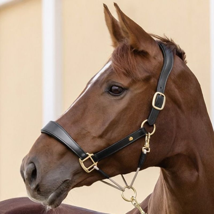 Lädergrimma Rope Royal S-Line Svart i gruppen Hästutrustning / Grimmor / Lädergrimmor hos Horseonline AB (9809001VBA_r)