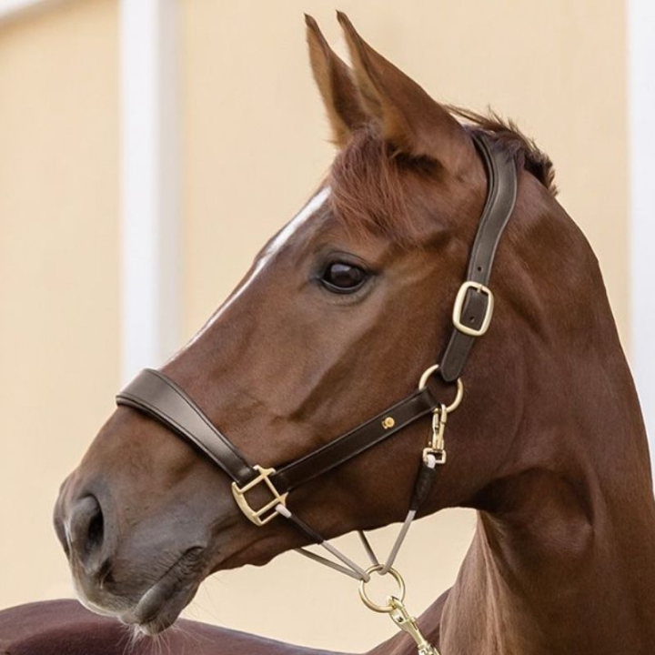 Lädergrimma Rope Royal S-Line Brun i gruppen Hästutrustning / Grimmor / Lädergrimmor hos Horseonline AB (9809030VBR_r)