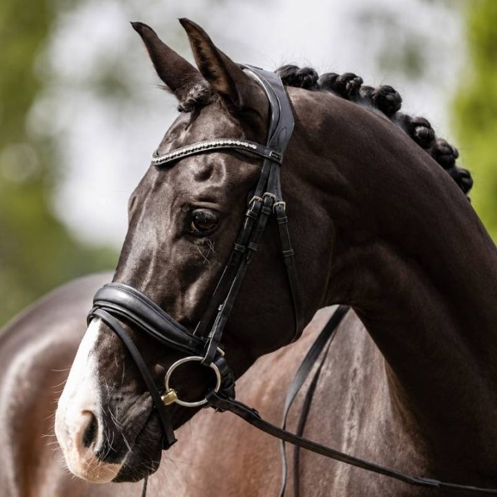 Anatomiskt Dressyrträns Comfort Fit Pullback med Tyglar Svart i gruppen Hästutrustning / Träns & Pannband / Kandarträns & Dressyrträns hos Horseonline AB (A18013BA)