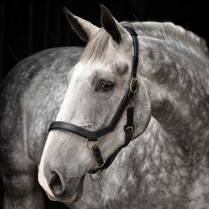 Lädergrimma Rambo Micklem Svart i gruppen Hästutrustning / Grimmor / Tyg- & Nylongrimmor hos Horseonline AB (DHAL8DSv_r)