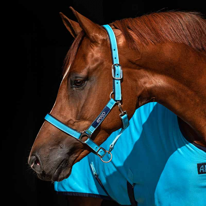 Grimma Amigo Turkos i gruppen Hästutrustning / Grimmor / Tyg- & Nylongrimmor hos Horseonline AB (DHRH40Tu_r)