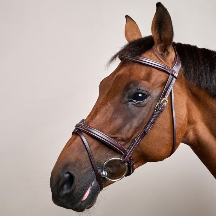 Träns Upphöjd Kombinosgrimma DC Brun i gruppen Hästutrustning / Träns & Pannband / Träns hos Horseonline AB (DYAAAABr_r)