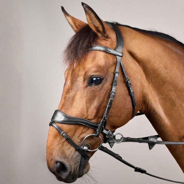 Träns D Motion New English Collection Svart i gruppen Hästutrustning / Träns & Pannband / Hackamore & Bettlösa Träns hos Horseonline AB (NECCCWBLCBA_r)