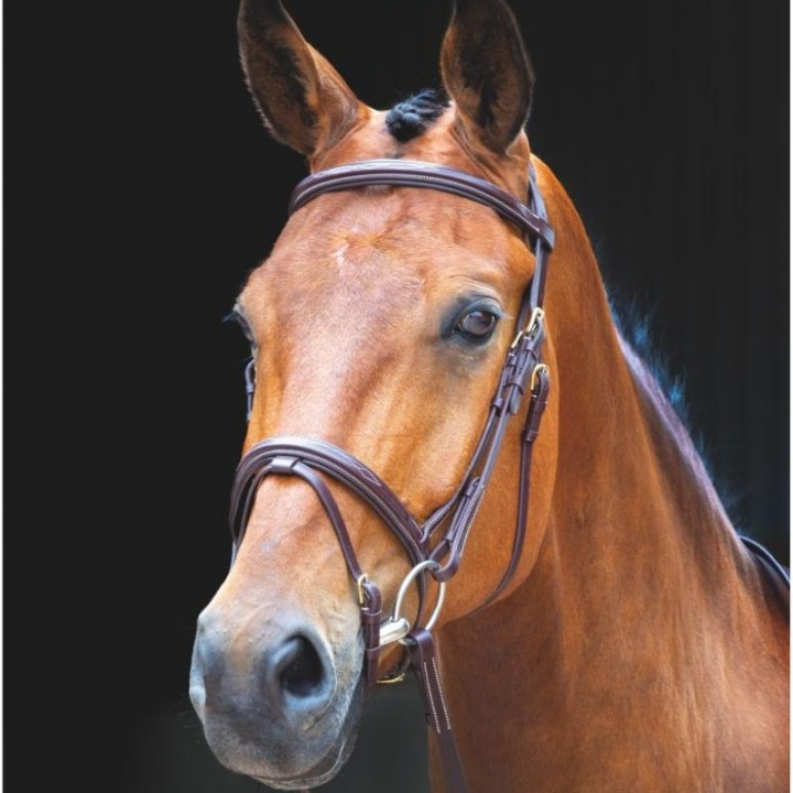 Träns + Tygel Salisbury Bodenham Brun i gruppen Hästutrustning / Träns & Pannband / Träns hos Horseonline AB (SH29301Br_r)