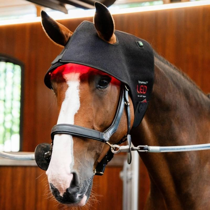 Terapihuva LED Red Light Therapy Svart i gruppen Skötsel & Vård / Massage & Blodcirkulation hos Horseonline AB (TLHNT1KK0BA-FU)