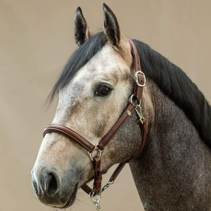 Lädergrimma 2-i-1 WC Brun i gruppen Hästutrustning / Grimmor / Lädergrimmor hos Horseonline AB (WO09ABr_r)