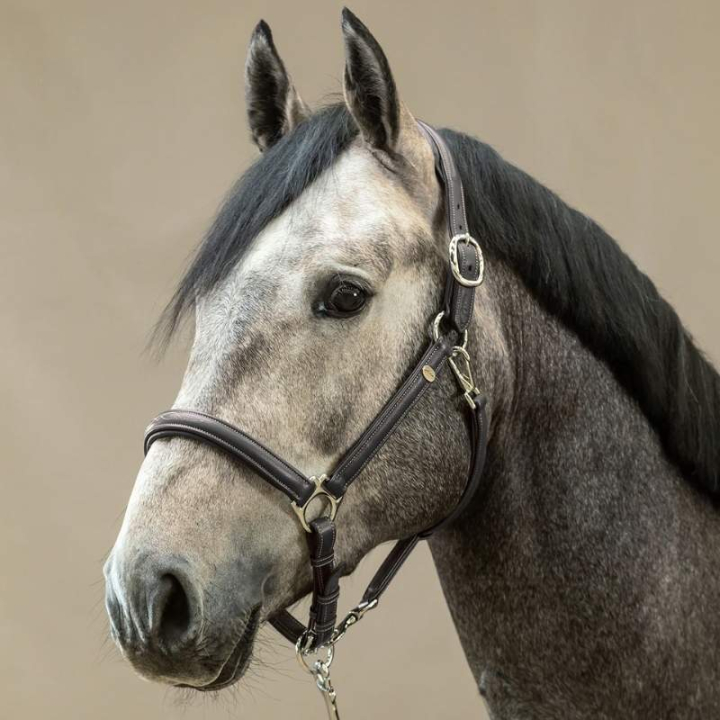 Lädergrimma 2-i-1 WC Svart i gruppen Hästutrustning / Grimmor / Lädergrimmor hos Horseonline AB (WO09ASv_r)