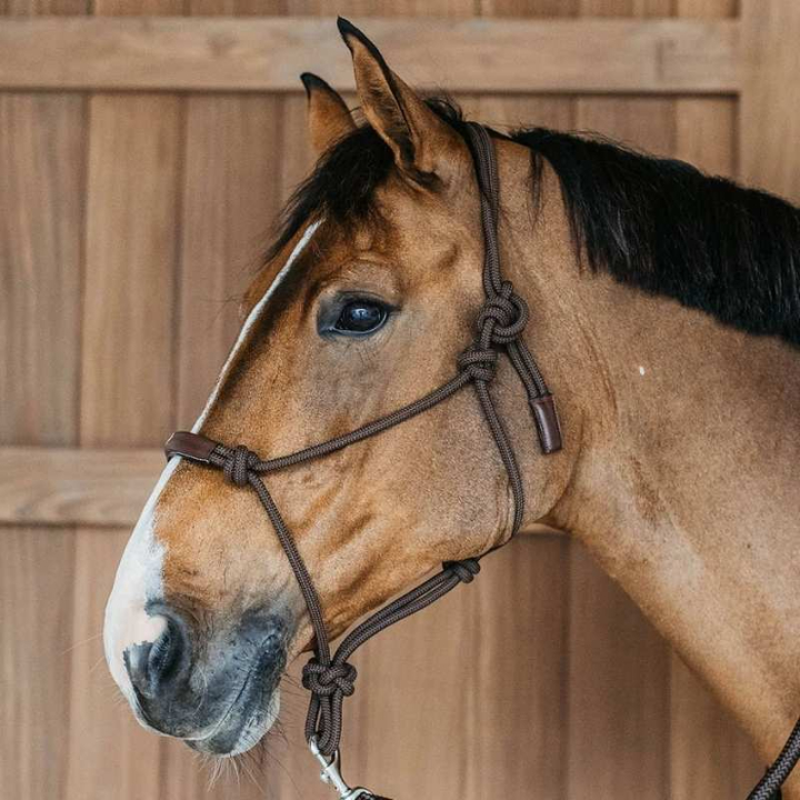 Repgrimma Training WBD Brun i gruppen Hästutrustning / Grimmor / Repgrimmor hos Horseonline AB (WO09CBRCBR_r)