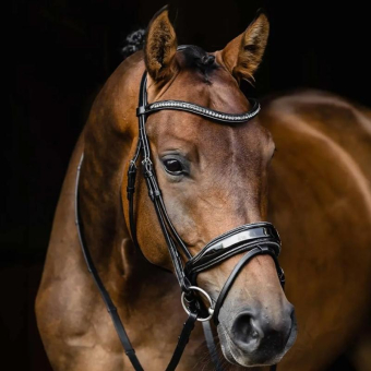 Dressyrträns Stanford Glam Svart