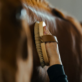 Ryktborste med Läderrem Tagel Brun Ryktborste med Läderrem Tagel Brun