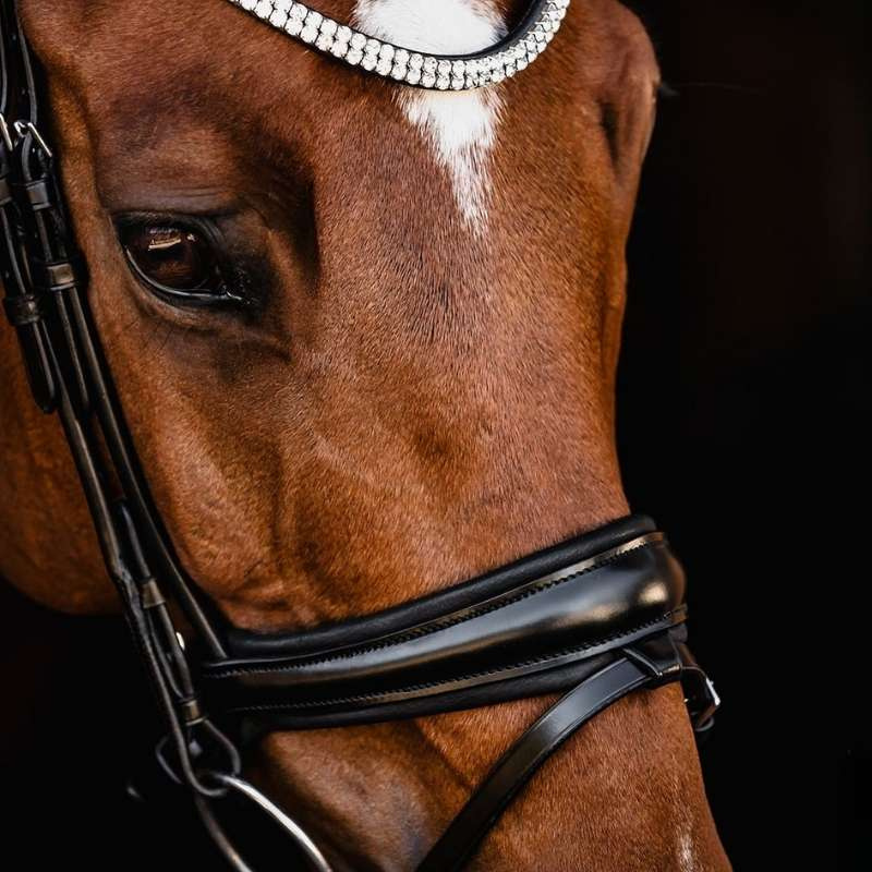 Dressyrträns Isabell Werth Johnny Svart
