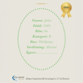 Käpphäst Joline Käpphäst Joline