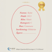 Käpphäst Skylar Käpphäst Skylar