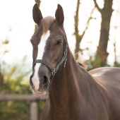 Grimma Slide Grå Grimma Slide Grå