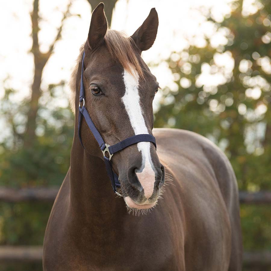 Grimma Slide Marinblå
