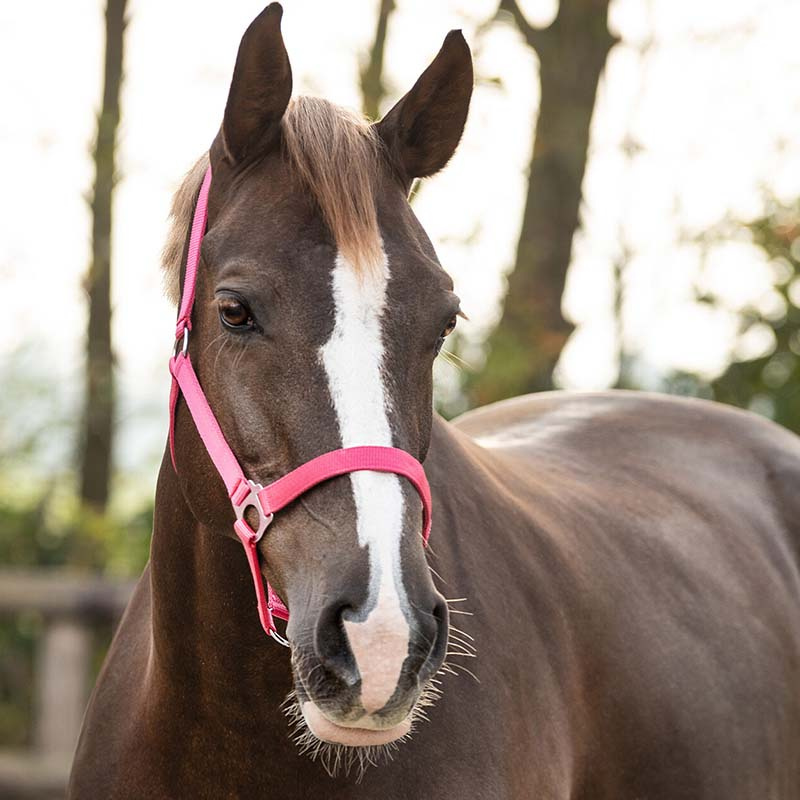 Grimma Slide Fuchsia