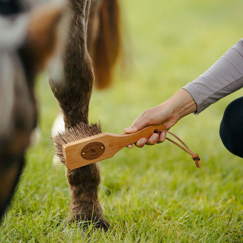 Ryktborste Islänningen Bassine Brun