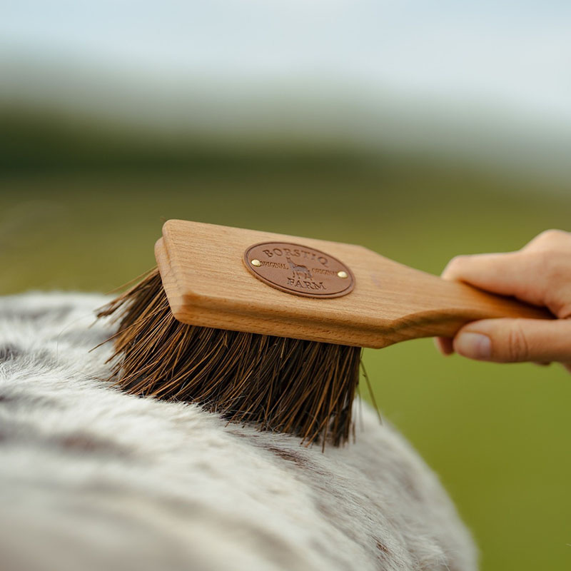 Ryktborste Islänningen Bassine Brun