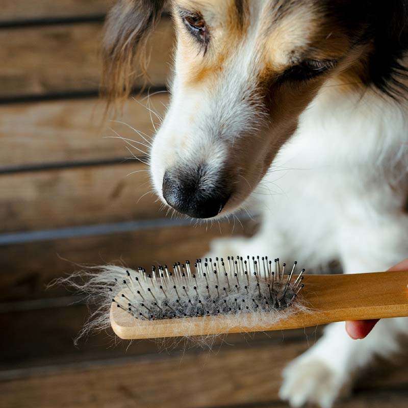 Man- & Svansborste Metallpiggar Brun