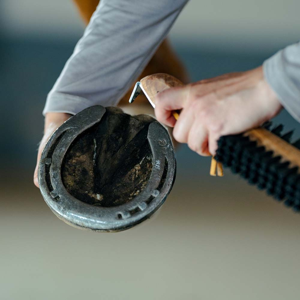 Hovborste med Hovkrats Dubbelsidig Brun