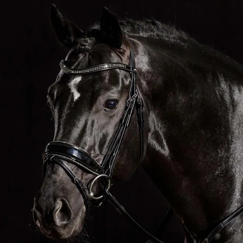 Dressyrträns Stanford Glam Svart