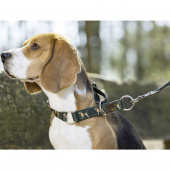 Hundhalsband Beagle Grön