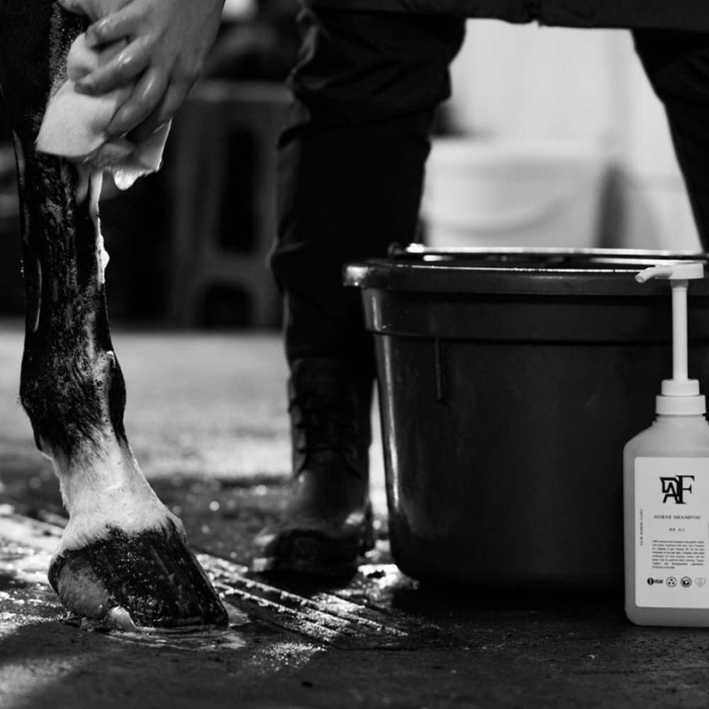 Schampo Everyday Original 00.01