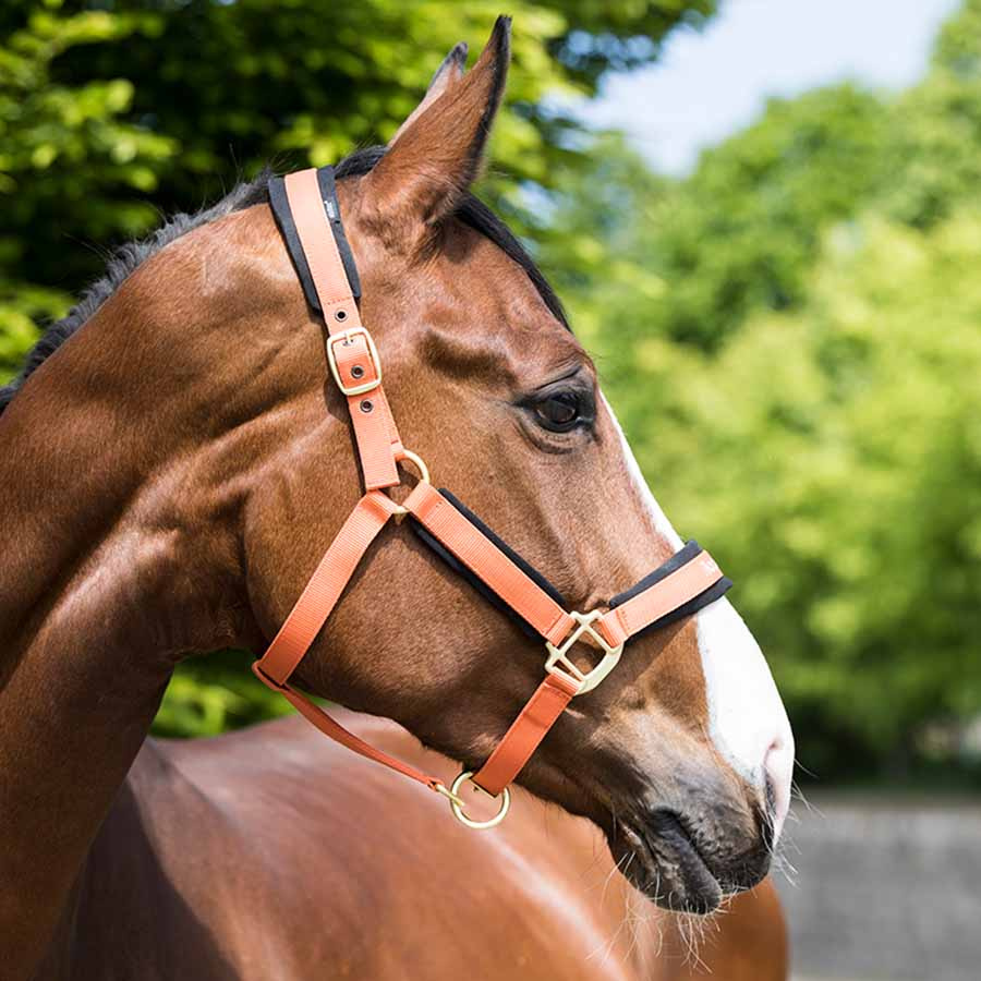 Grimma Werano Orange