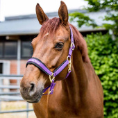 Grimma Werano Lila Grimma Werano Lila