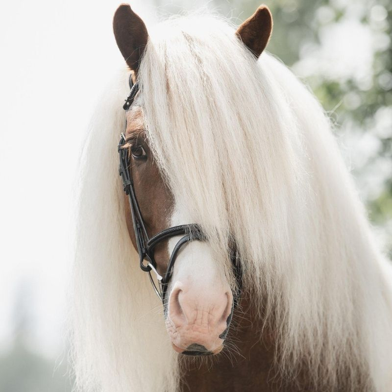 Nosgrimma Islandic Braid Supreme Svart