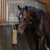 Hästleksak Nibbler Stick Metabolism Hästleksak Nibbler Stick Metabolism