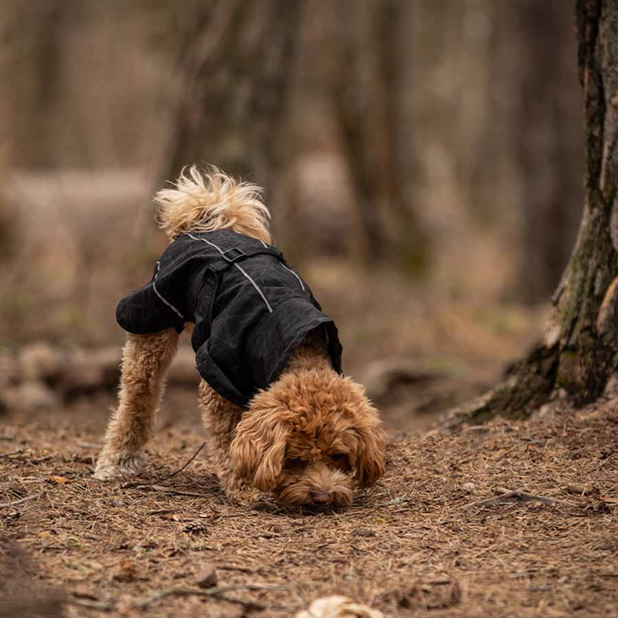 Regntäcke Hund Bay High Tail Svart