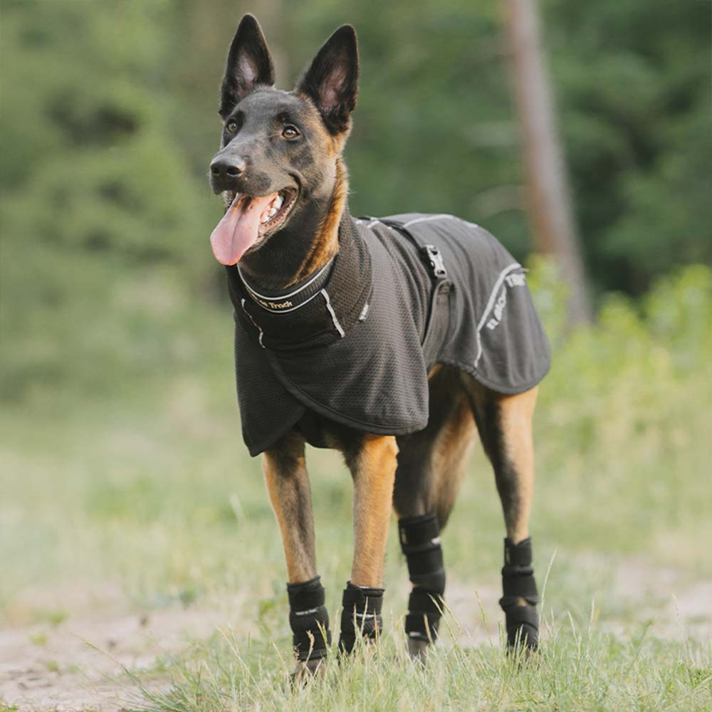 Nättäcke Hund Bay Low Tail Svart
